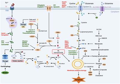 Role of ferroptosis in pregnancy related diseases and its therapeutic potential